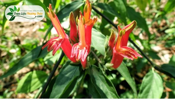 Cách sử dụng cây xương khỉ