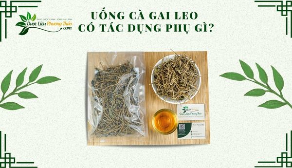 uong-ca-gai-leo-co-tac-dung-phu-gi-