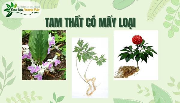 Tam Thất có mấy loại