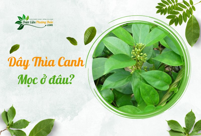 Dây thìa canh mọc ở đâu