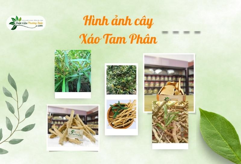 Hình ảnh Cây Xáo Tam Phân
