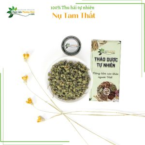 Nụ Tam Thất dlpt 3