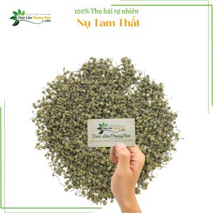 Nụ Tam Thất dlpt 5