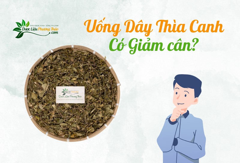 Uống Dây Thìa Canh có giảm cân không?