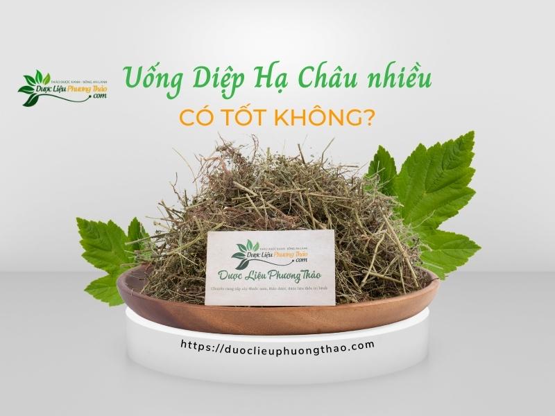 Uống Diệp Hạ Châu nhiều có tốt không