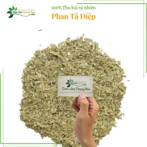 Phan Tả Diệp dlpt 5