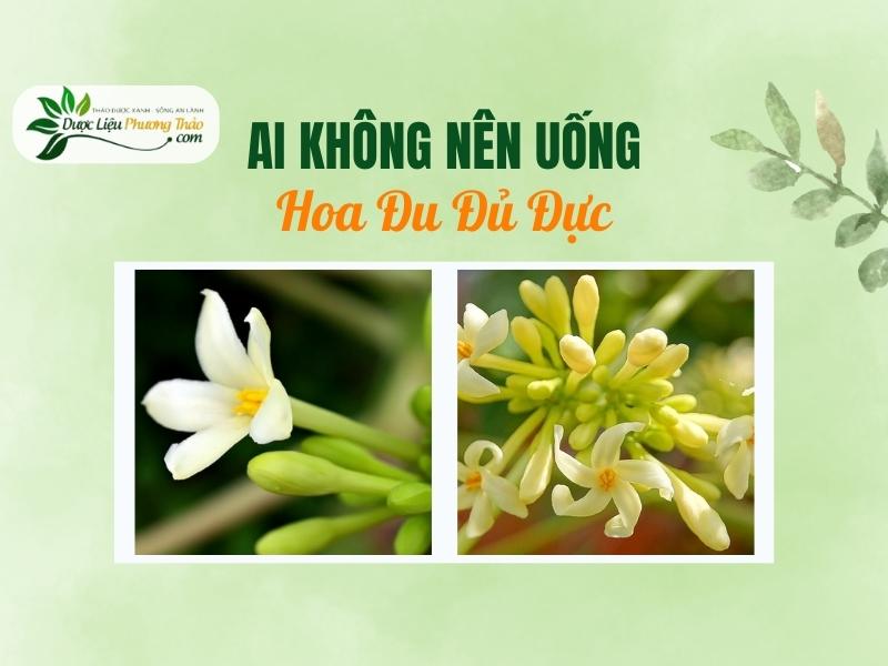 Ai không nên uống Hoa Đu Đủ Đực