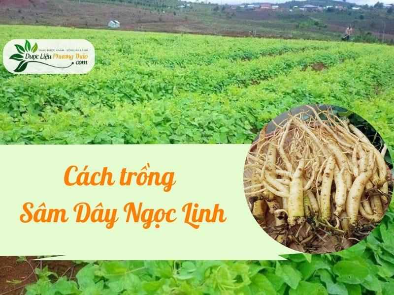 Cách trồng Sâm Dây Ngọc Linh