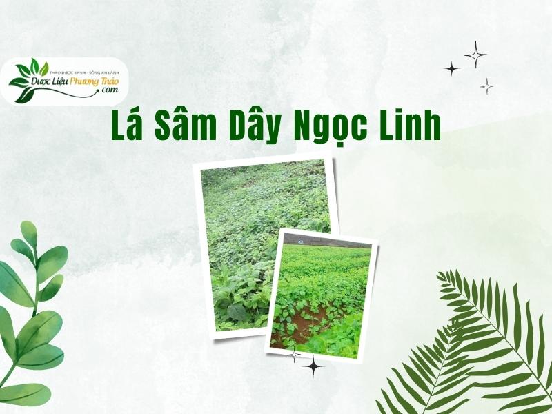 Lá Sâm Dây Ngọc Linh