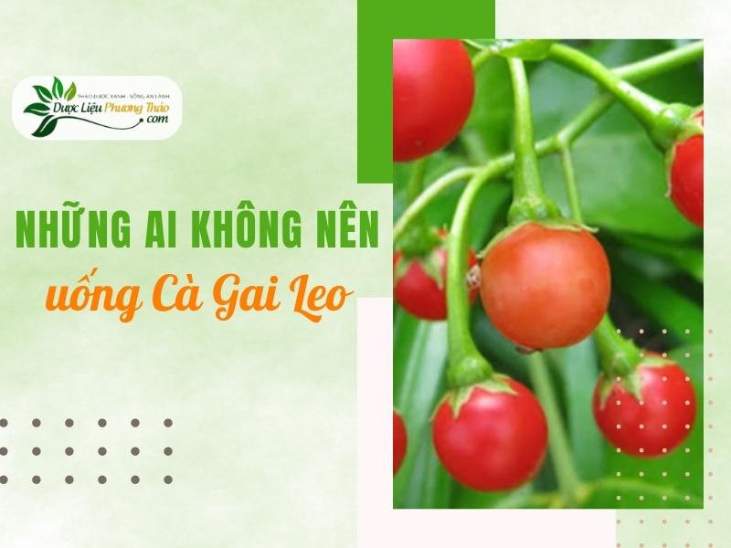Những ai không nên uống Cà Gai Leo
