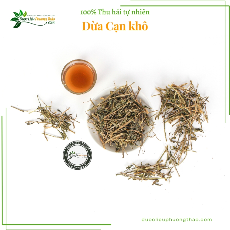 Dừa Cạn khô - Ngỡ ngàng với công dụng chữa ung thư hiệu quả - Ảnh 7