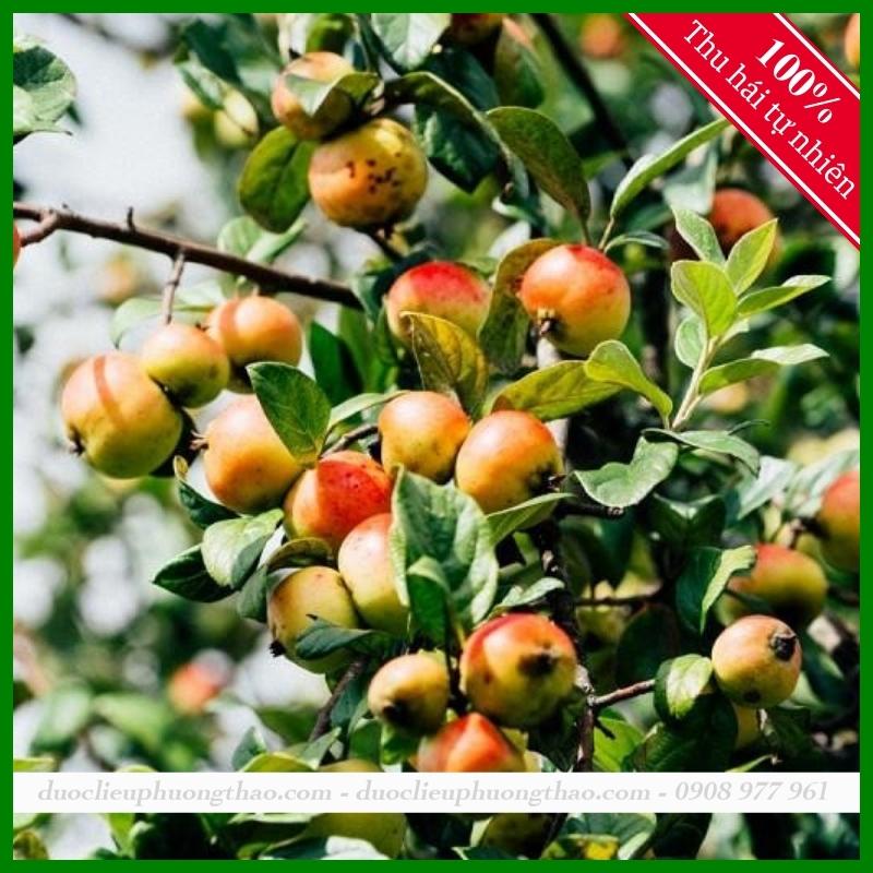 Táo Mèo - Dược Liệu "tái sinh" cho sức khỏe và làn da