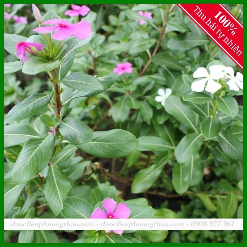 Dừa Cạn khô - Ngỡ ngàng với công dụng chữa ung thư hiệu quả