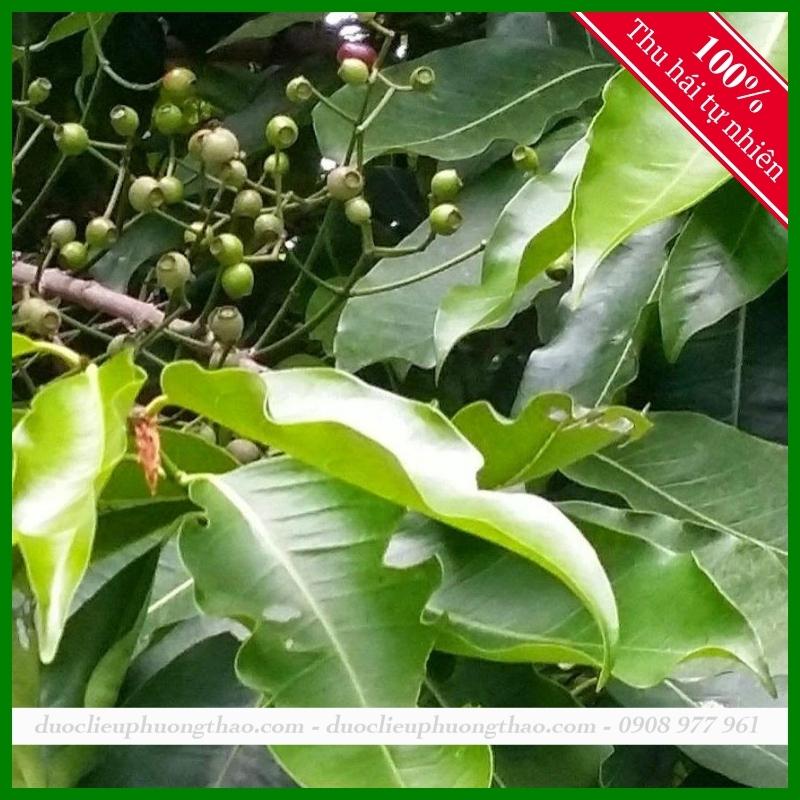 Lá Vối - Nước giải khát nhưng lại chữa được nhiều loại bệnh