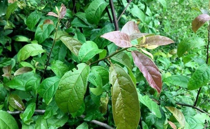 Dược Liệu Phương Thảo