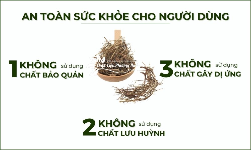 Diệp hạ châu là gì? Tác dụng, cách dùng và lưu ý an toàn công dụng diệp hạ châu