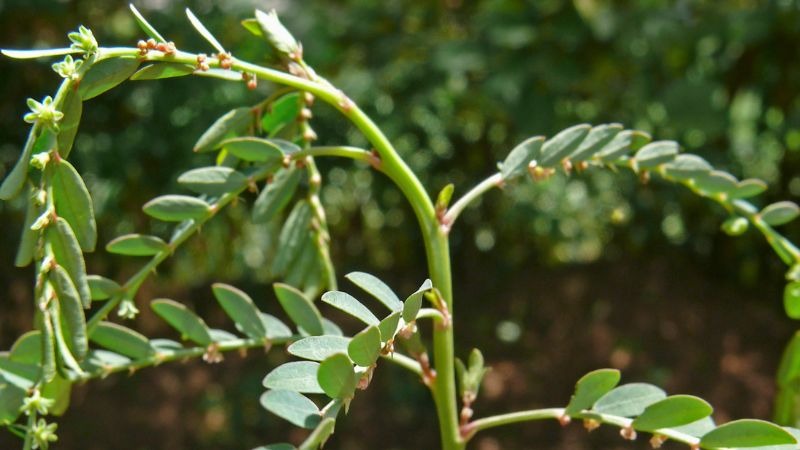 Diệp hạ châu là gì? Tác dụng, cách dùng và lưu ý an toàn hình ảnh diệp hạ châu