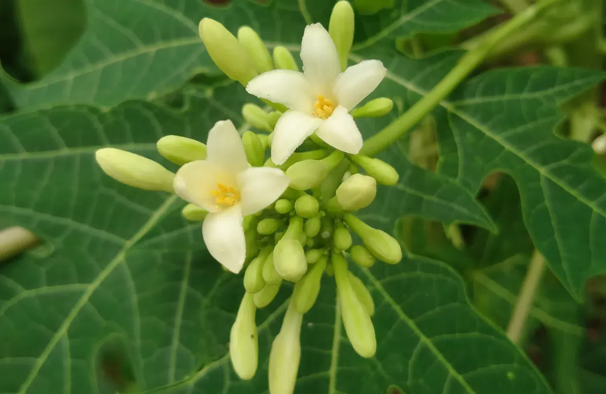hoa đu đủ đực là gì