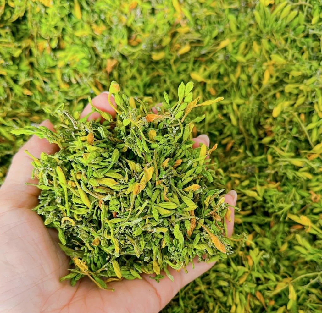 tác dụng của hoa đu đủ đực
