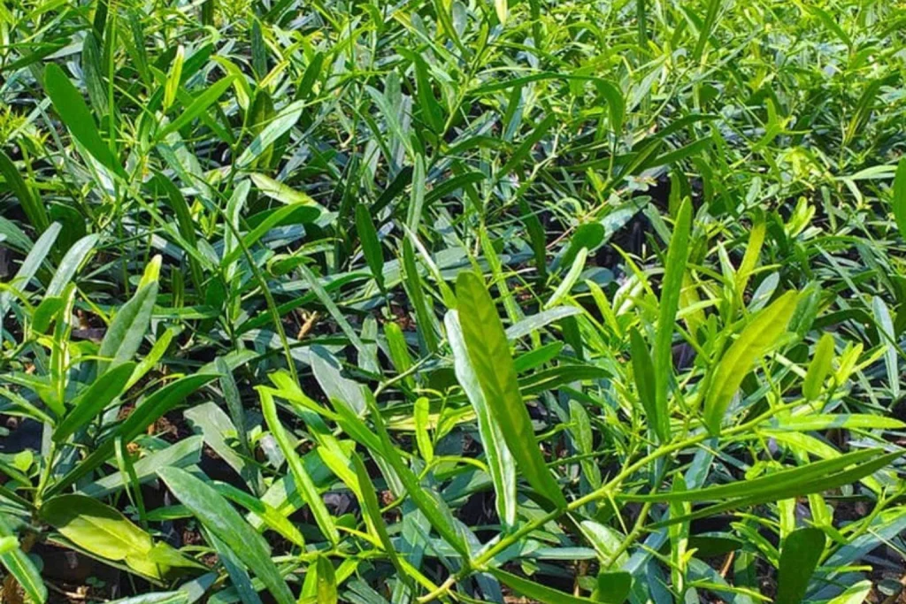 hình ảnh xáo tam phân