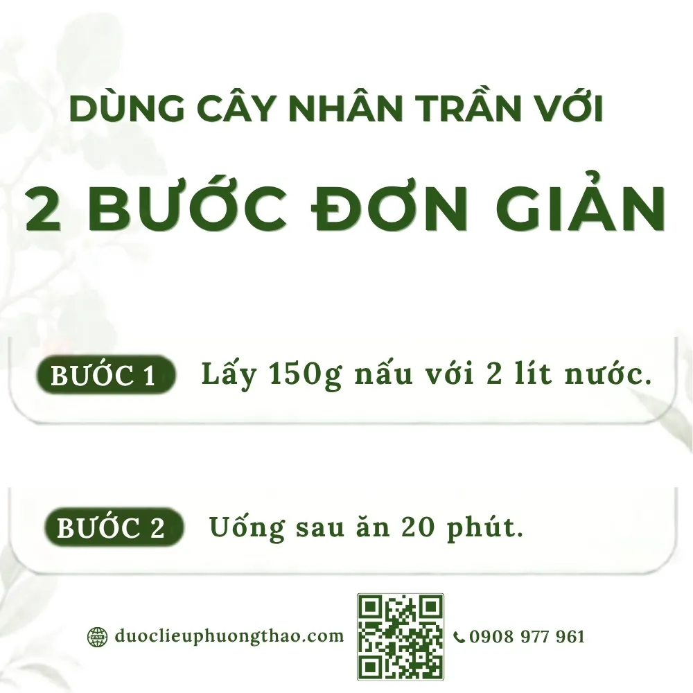 Cây nhân trần (chè cát, chè nội)