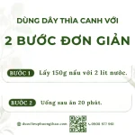 Dây thìa canh (lõa ti rừng, dây muôi)