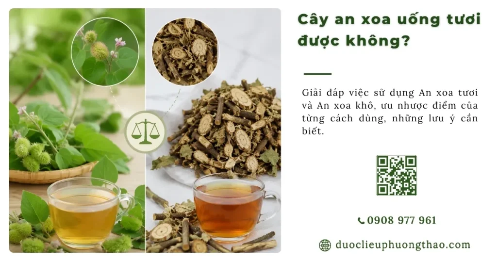 Cây an xoa uống tươi được không? Nên dùng tươi hay phơi khô?