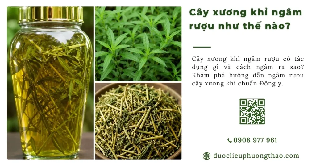 Cây Xương khỉ ngâm rượu như thế nào? Những điều cần lưu ý