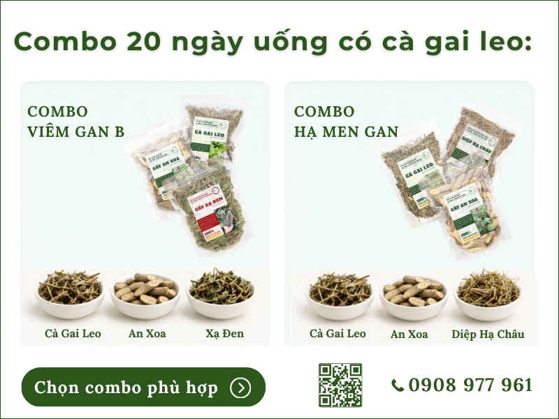 Cà gai leo (Cà gai dây, cà vạnh, cà quýnh) combo 20 ngày uống có cà gai leo