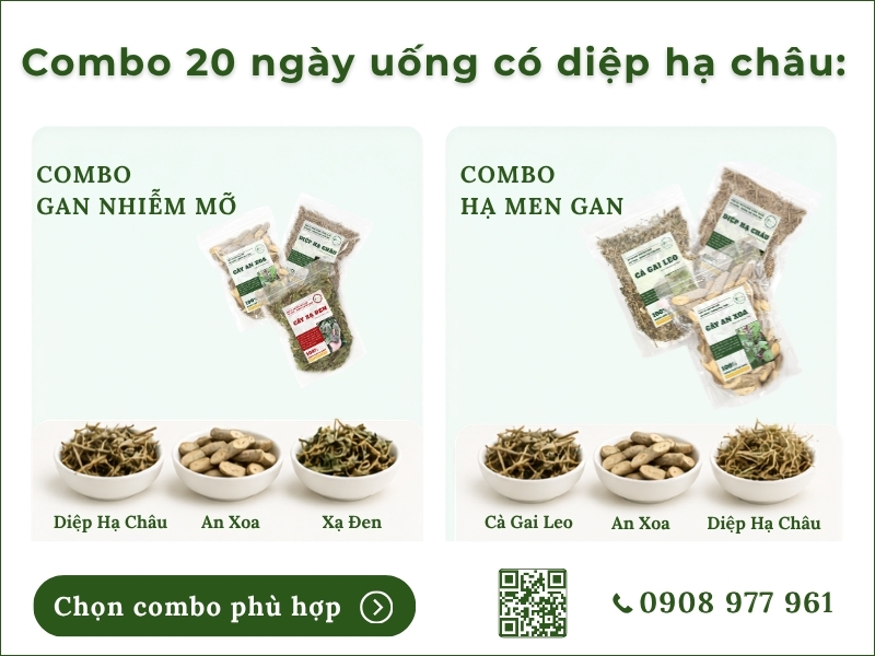 Diệp hạ châu (cây chó đẻ) combo 20 ngày uống có diệp hạ châu