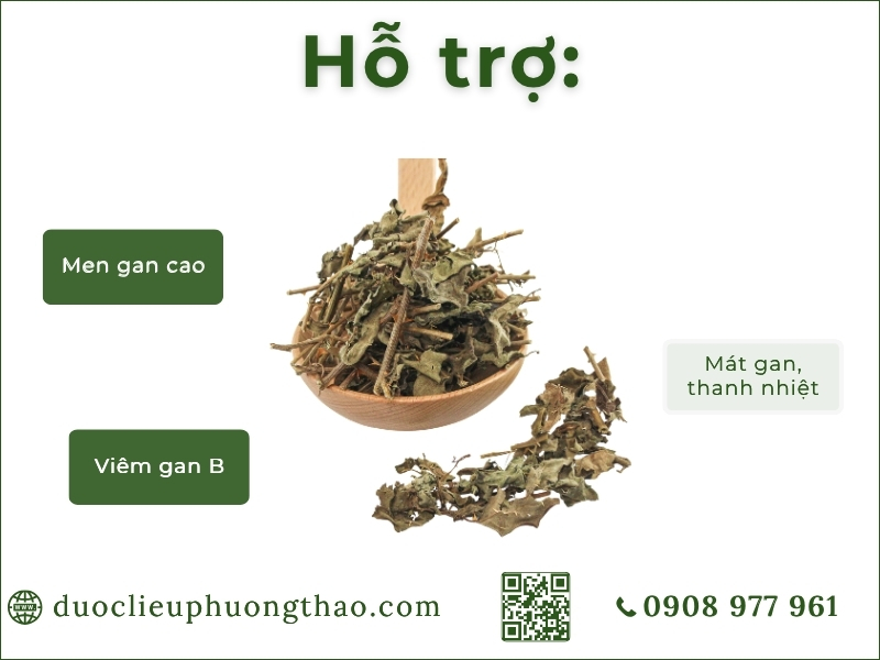 Cà gai leo (Cà gai dây, cà vạnh, cà quýnh) công dụng cà gai leo