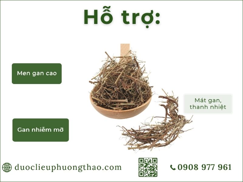 Diệp hạ châu (cây chó đẻ) công dụng diệp hạ châu