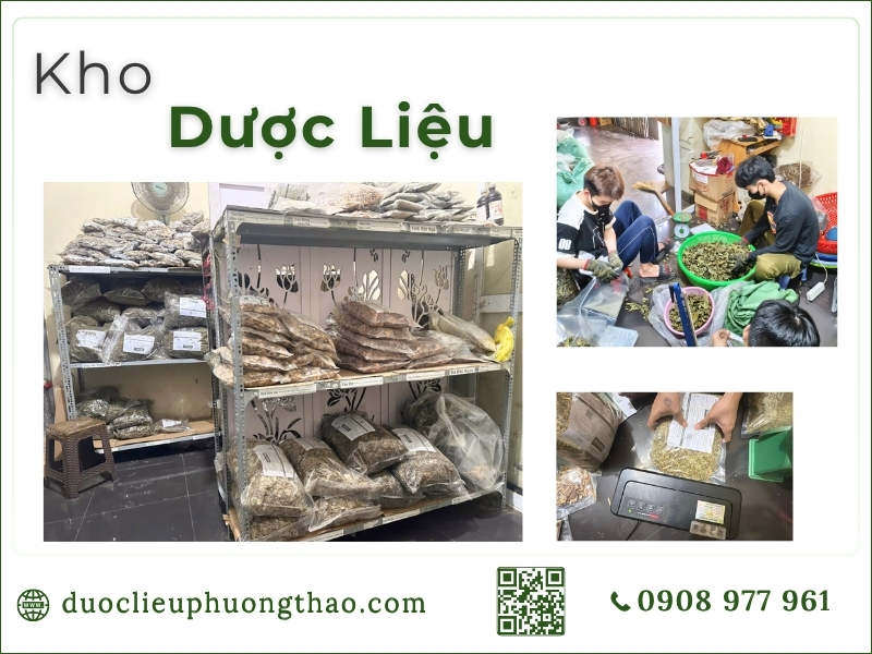 Cây xạ đen (Cây dây gối, Cây bách giải) kho dược liệu