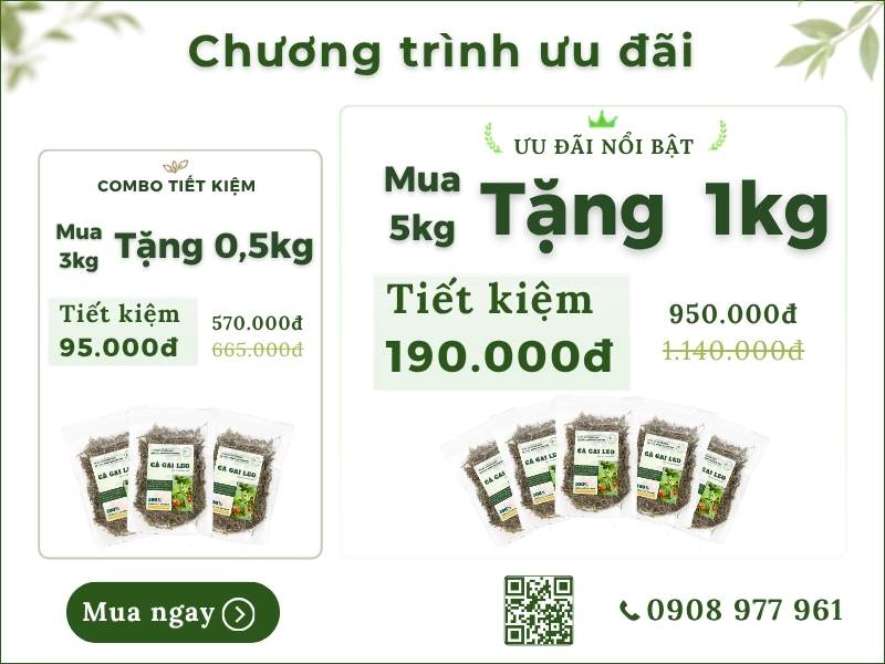 Cà gai leo (Cà gai dây, cà vạnh, cà quýnh) Khuyến mãi của cà gai leo