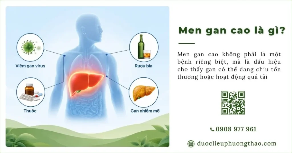 Men gan cao là gì? Nguyên nhân, triệu chứng và Cách phòng tránh như thế nào?