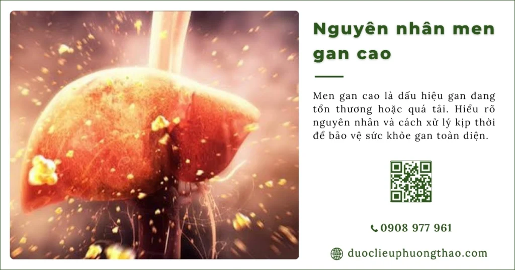 Nguyên nhân men gan cao là do đâu? Những yếu tố thường gặp và cách nhận biết