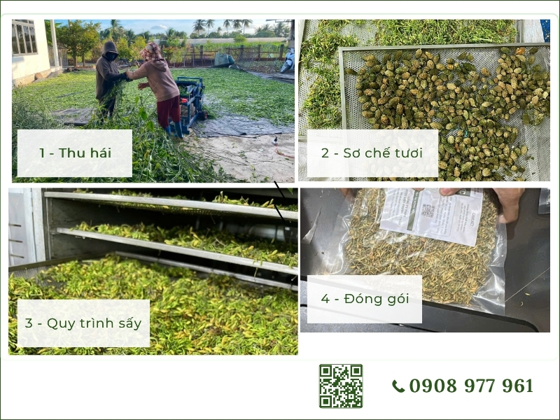 Cây xạ đen (Cây dây gối, Cây bách giải) quy trình sơ chế dược liệu