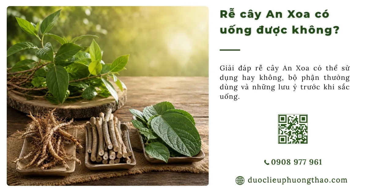 rễ cây an xoa có uống được không