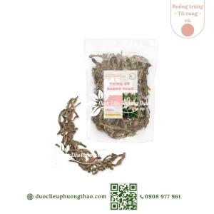 Trinh nữ hoàng cung (náng lá rộng, tỏi lơi lá rộng)