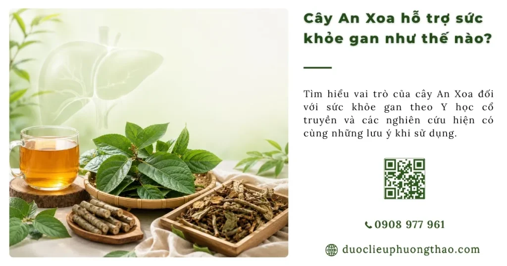 Cây An Xoa có hỗ trợ sức khỏe gan không? Những điều nên biết trước khi sử dụng