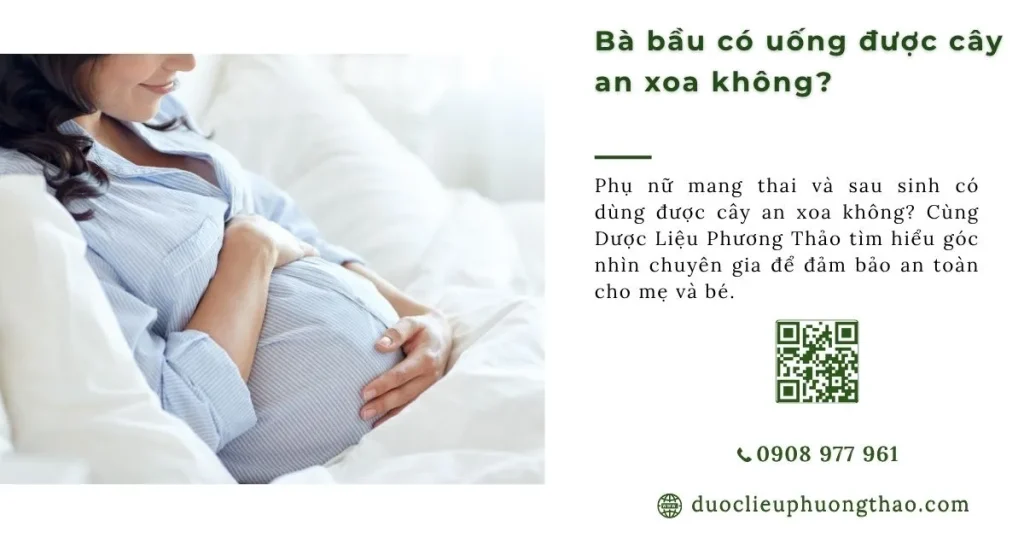 Bà bầu có uống được cây an xoa không? Cảnh báo an toàn