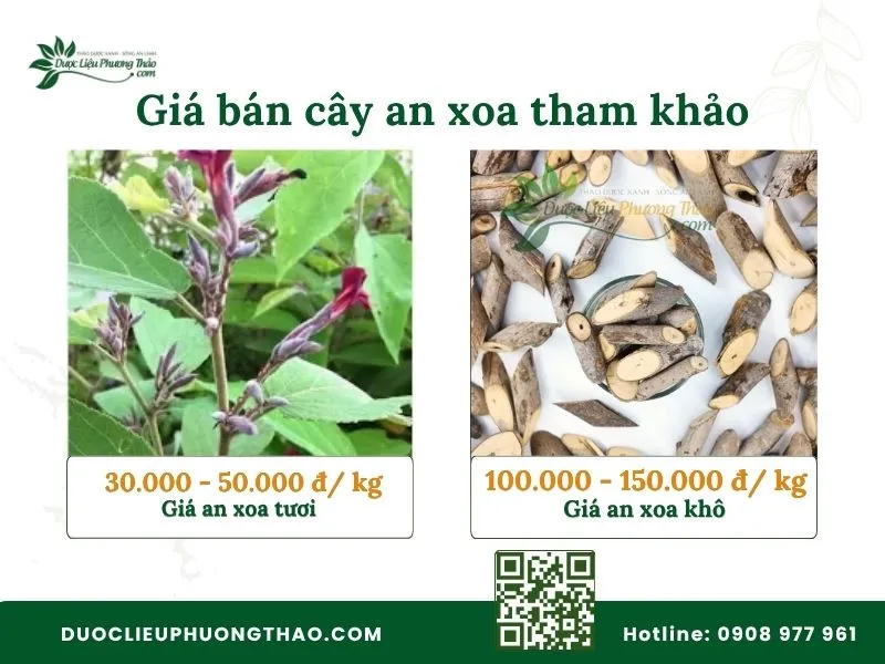 Bảng giá bán cây an xoa tươi và cây an xoa khô tham khảo hiện nay