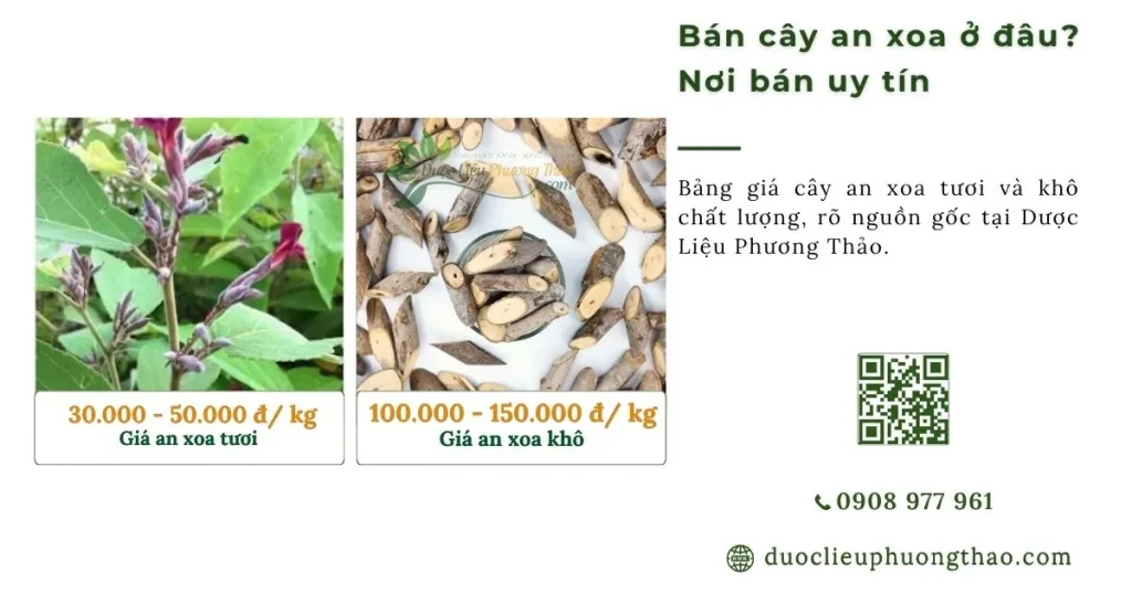 Bán cây an xoa ở đâu? Nơi bán uy tín, có cây tươi và cây khô