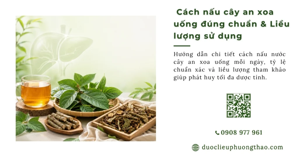 Cách nấu cây an xoa uống thế nào để trị bệnh gan hiệu quả?