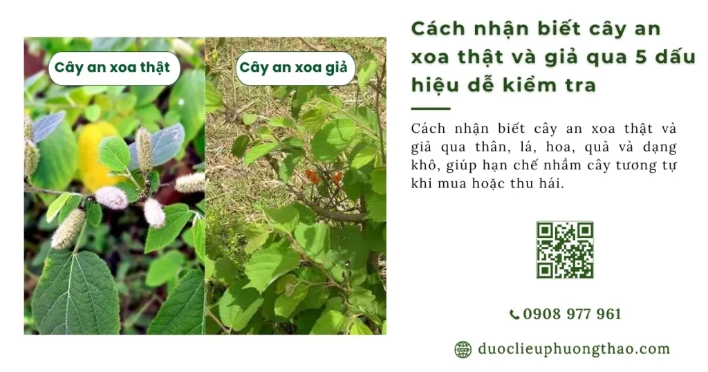 Cách nhận biết cây an xoa thật và giả như thế nào? 5 Đặc điểm cần lưu ý