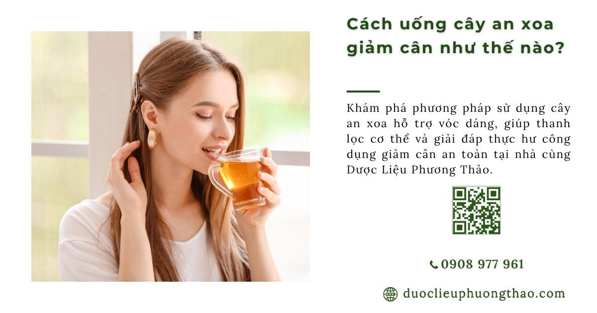 cách uống cây an xoa giảm cân