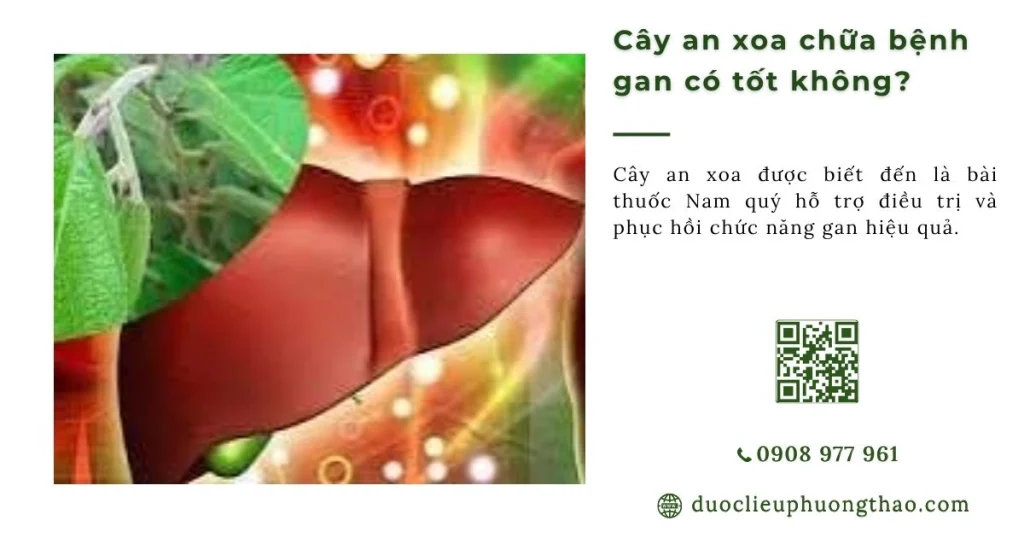 Cây an xoa chữa bệnh gan có tốt không? 5 công dụng và cách dùng đúng mà bạn chưa biết