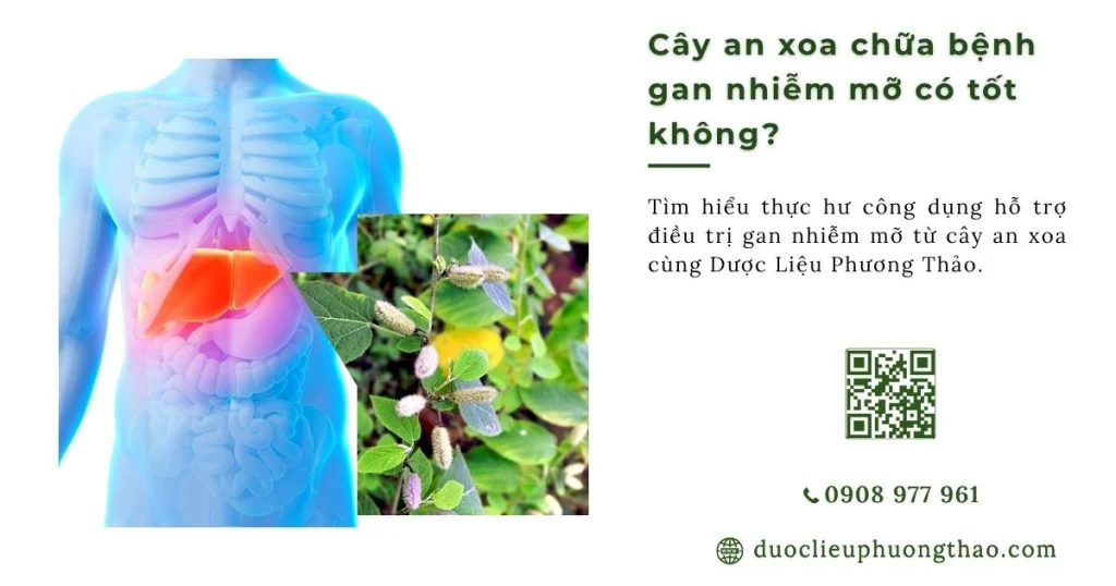 Sự thật bất ngờ về việc dùng cây an xoa chữa bệnh gan nhiễm mỡ?
