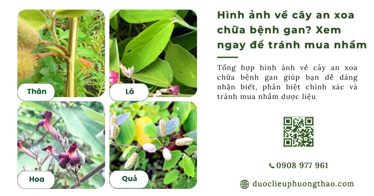 hình ảnh cây an xoa chữa bệnh gan