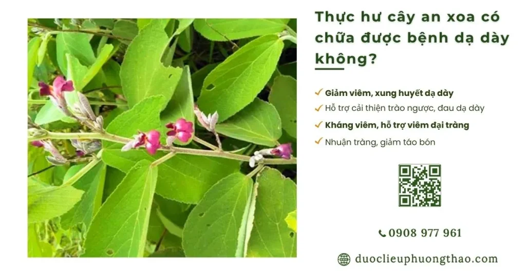 Cây an xoa có chữa được bệnh dạ dày không hay chỉ là lời truyền miệng?